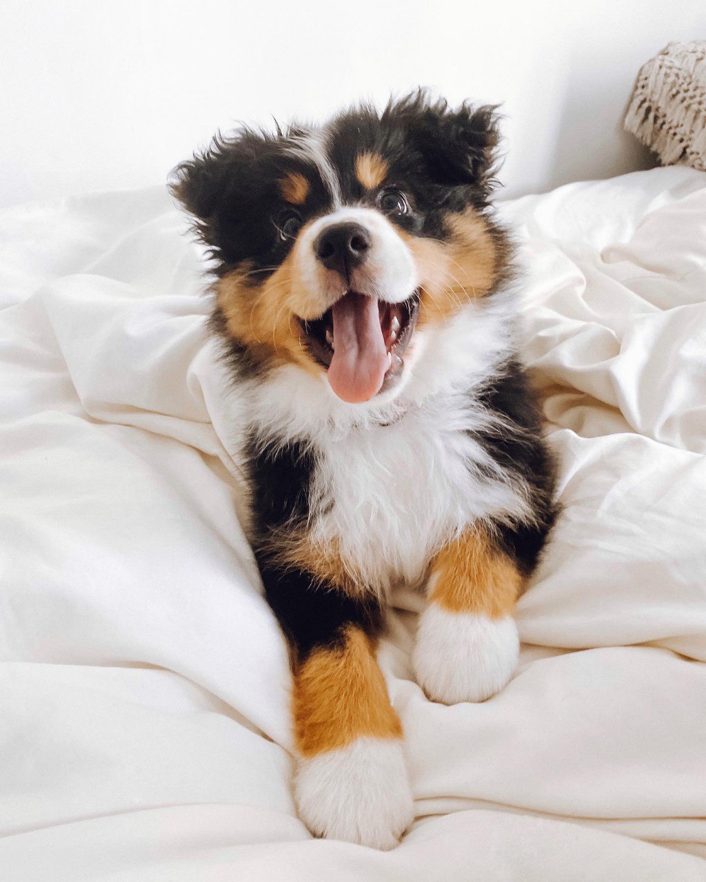 Murphy - Australian Shepherd Puppy